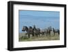 Plains zebras (Equus quagga), Ndutu, Ngorongoro Conservation Area, Serengeti, Tanzania.-Sergio Pitamitz-Framed Photographic Print