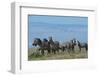 Plains zebras (Equus quagga), Ndutu, Ngorongoro Conservation Area, Serengeti, Tanzania.-Sergio Pitamitz-Framed Photographic Print