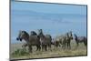 Plains zebras (Equus quagga), Ndutu, Ngorongoro Conservation Area, Serengeti, Tanzania.-Sergio Pitamitz-Mounted Photographic Print