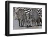 Plains zebras (Equus quagga), Ndutu, Serengeti, Tanzania, East Africa-Sergio Pitamitz-Framed Photographic Print