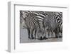 Plains zebras (Equus quagga), Ndutu, Serengeti, Tanzania, East Africa-Sergio Pitamitz-Framed Photographic Print