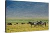 Plains zebras (Equus quagga), Ngorongoro crater, Ngorongoro Conservation Area, Serengeti, Tanzania.-Sergio Pitamitz-Stretched Canvas