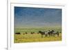 Plains zebras (Equus quagga), Ngorongoro crater, Ngorongoro Conservation Area, Serengeti, Tanzania.-Sergio Pitamitz-Framed Photographic Print