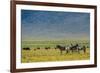 Plains zebras (Equus quagga), Ngorongoro crater, Ngorongoro Conservation Area, Serengeti, Tanzania.-Sergio Pitamitz-Framed Photographic Print