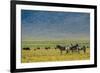 Plains zebras (Equus quagga), Ngorongoro crater, Ngorongoro Conservation Area, Serengeti, Tanzania.-Sergio Pitamitz-Framed Photographic Print