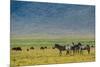 Plains zebras (Equus quagga), Ngorongoro crater, Ngorongoro Conservation Area, Serengeti, Tanzania.-Sergio Pitamitz-Mounted Photographic Print