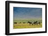 Plains zebras (Equus quagga), Ngorongoro crater, Ngorongoro Conservation Area, Serengeti, Tanzania.-Sergio Pitamitz-Framed Photographic Print