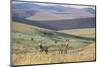 Plains Zebras (Equus Quagga), Nyika National Park, Malawi, Africa-Michael Runkel-Mounted Photographic Print