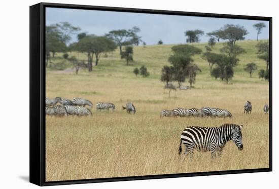 Plains zebras (Equus quagga), Seronera, Serengeti National Park, Tanzania.-Sergio Pitamitz-Framed Stretched Canvas