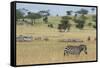 Plains zebras (Equus quagga), Seronera, Serengeti National Park, Tanzania.-Sergio Pitamitz-Framed Stretched Canvas