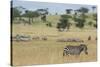 Plains zebras (Equus quagga), Seronera, Serengeti National Park, Tanzania.-Sergio Pitamitz-Stretched Canvas