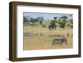 Plains zebras (Equus quagga), Seronera, Serengeti National Park, Tanzania.-Sergio Pitamitz-Framed Photographic Print