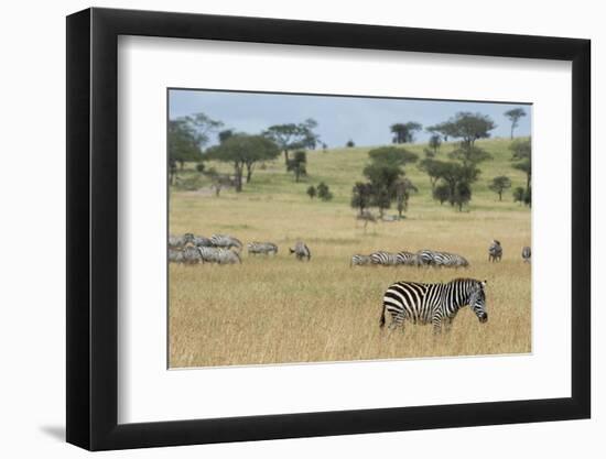 Plains zebras (Equus quagga), Seronera, Serengeti National Park, Tanzania.-Sergio Pitamitz-Framed Photographic Print