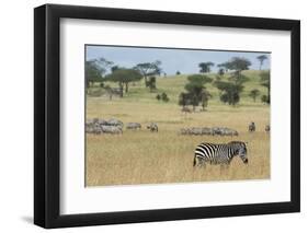 Plains zebras (Equus quagga), Seronera, Serengeti National Park, Tanzania.-Sergio Pitamitz-Framed Photographic Print