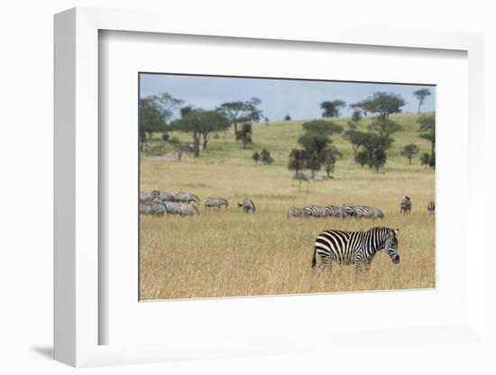 Plains zebras (Equus quagga), Seronera, Serengeti National Park, Tanzania.-Sergio Pitamitz-Framed Photographic Print