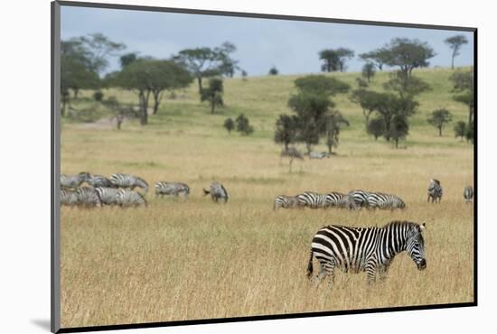 Plains zebras (Equus quagga), Seronera, Serengeti National Park, Tanzania.-Sergio Pitamitz-Mounted Photographic Print