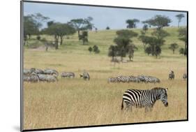 Plains zebras (Equus quagga), Seronera, Serengeti National Park, Tanzania.-Sergio Pitamitz-Mounted Photographic Print