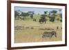 Plains zebras (Equus quagga), Seronera, Serengeti National Park, Tanzania.-Sergio Pitamitz-Framed Photographic Print