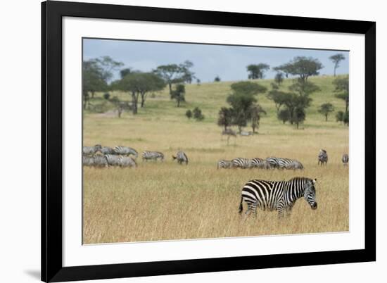 Plains zebras (Equus quagga), Seronera, Serengeti National Park, Tanzania.-Sergio Pitamitz-Framed Photographic Print