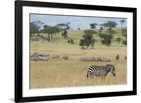 Plains zebras (Equus quagga), Seronera, Serengeti National Park, Tanzania.-Sergio Pitamitz-Framed Photographic Print