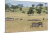 Plains zebras (Equus quagga), Seronera, Serengeti National Park, Tanzania.-Sergio Pitamitz-Mounted Photographic Print