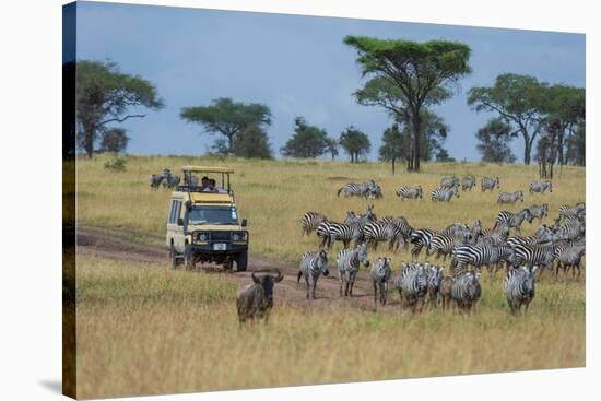 Plains zebras (Equus quagga), Seronera, Serengeti National Park, Tanzania.-Sergio Pitamitz-Stretched Canvas