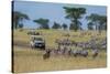 Plains zebras (Equus quagga), Seronera, Serengeti National Park, Tanzania.-Sergio Pitamitz-Stretched Canvas