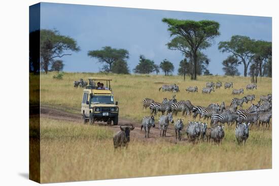 Plains zebras (Equus quagga), Seronera, Serengeti National Park, Tanzania.-Sergio Pitamitz-Stretched Canvas