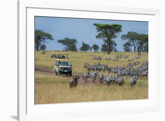 Plains zebras (Equus quagga), Seronera, Serengeti National Park, Tanzania.-Sergio Pitamitz-Framed Photographic Print