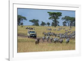 Plains zebras (Equus quagga), Seronera, Serengeti National Park, Tanzania.-Sergio Pitamitz-Framed Photographic Print