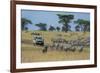 Plains zebras (Equus quagga), Seronera, Serengeti National Park, Tanzania.-Sergio Pitamitz-Framed Photographic Print