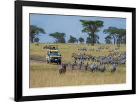 Plains zebras (Equus quagga), Seronera, Serengeti National Park, Tanzania.-Sergio Pitamitz-Framed Photographic Print