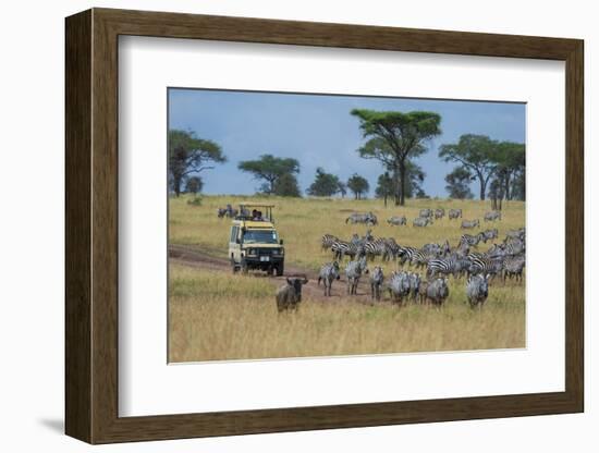 Plains zebras (Equus quagga), Seronera, Serengeti National Park, Tanzania.-Sergio Pitamitz-Framed Photographic Print