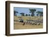 Plains zebras (Equus quagga), Seronera, Serengeti National Park, Tanzania.-Sergio Pitamitz-Framed Photographic Print