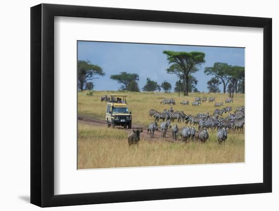 Plains zebras (Equus quagga), Seronera, Serengeti National Park, Tanzania.-Sergio Pitamitz-Framed Photographic Print