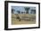 Plains zebras (Equus quagga), Seronera, Serengeti National Park, Tanzania.-Sergio Pitamitz-Framed Photographic Print