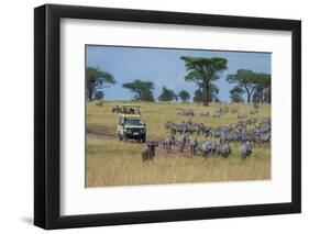 Plains zebras (Equus quagga), Seronera, Serengeti National Park, Tanzania.-Sergio Pitamitz-Framed Photographic Print