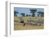 Plains zebras (Equus quagga), Seronera, Serengeti National Park, Tanzania.-Sergio Pitamitz-Framed Photographic Print