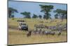 Plains zebras (Equus quagga), Seronera, Serengeti National Park, Tanzania.-Sergio Pitamitz-Mounted Photographic Print