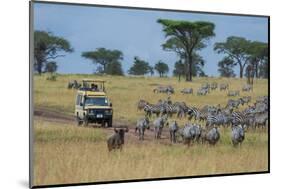 Plains zebras (Equus quagga), Seronera, Serengeti National Park, Tanzania.-Sergio Pitamitz-Mounted Photographic Print