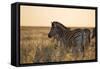 Plains Zebras, Equus Quagga, Stand in Tall Grassland at Sunset-Alex Saberi-Framed Stretched Canvas