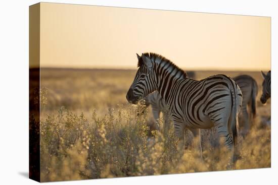 Plains Zebras, Equus Quagga, Stand in Tall Grassland at Sunset-Alex Saberi-Stretched Canvas