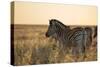 Plains Zebras, Equus Quagga, Stand in Tall Grassland at Sunset-Alex Saberi-Stretched Canvas