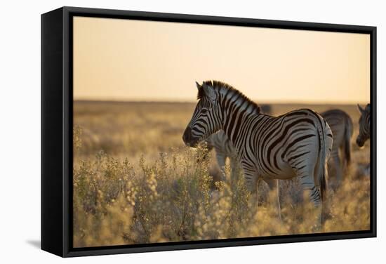 Plains Zebras, Equus Quagga, Stand in Tall Grassland at Sunset-Alex Saberi-Framed Stretched Canvas