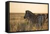 Plains Zebras, Equus Quagga, Stand in Tall Grassland at Sunset-Alex Saberi-Framed Stretched Canvas