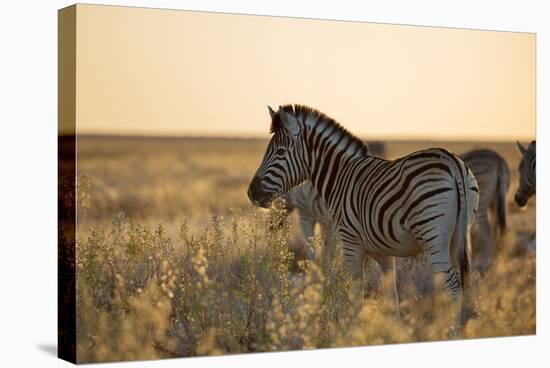 Plains Zebras, Equus Quagga, Stand in Tall Grassland at Sunset-Alex Saberi-Stretched Canvas