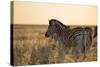 Plains Zebras, Equus Quagga, Stand in Tall Grassland at Sunset-Alex Saberi-Stretched Canvas