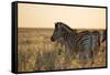 Plains Zebras, Equus Quagga, Stand in Tall Grassland at Sunset-Alex Saberi-Framed Stretched Canvas