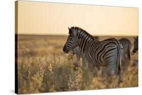 Plains Zebras, Equus Quagga, Stand in Tall Grassland at Sunset-Alex Saberi-Stretched Canvas