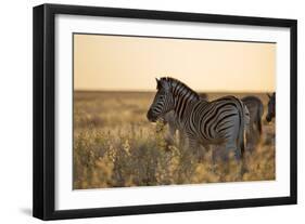 Plains Zebras, Equus Quagga, Stand in Tall Grassland at Sunset-Alex Saberi-Framed Photographic Print